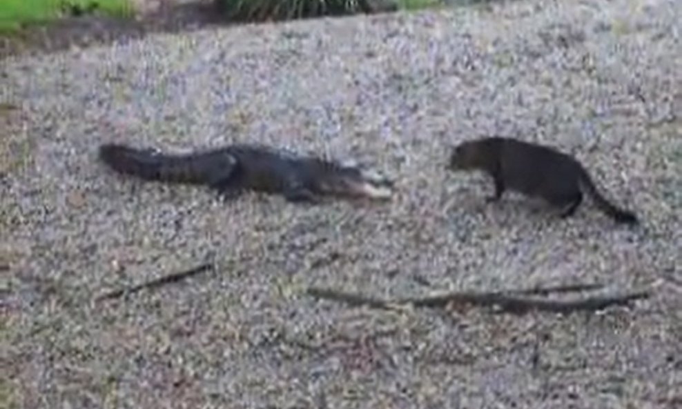mačka i aligator funvideo