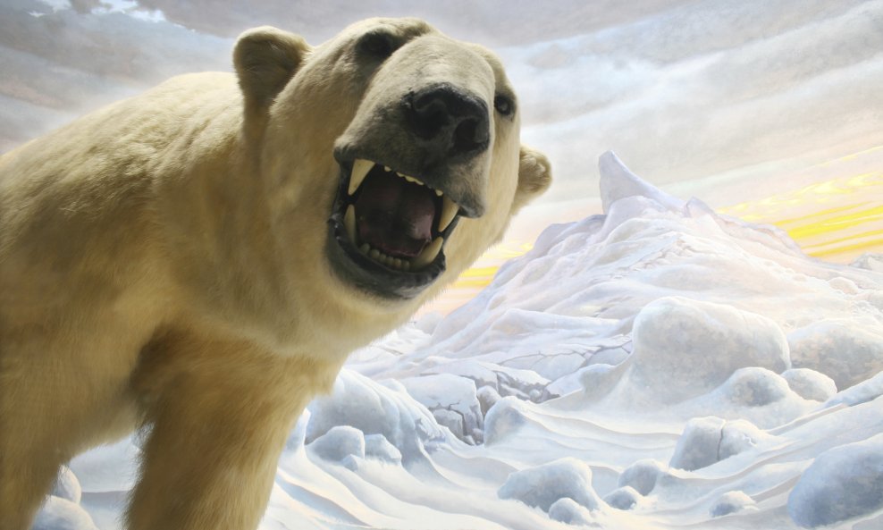 preparirani polarni medvjed