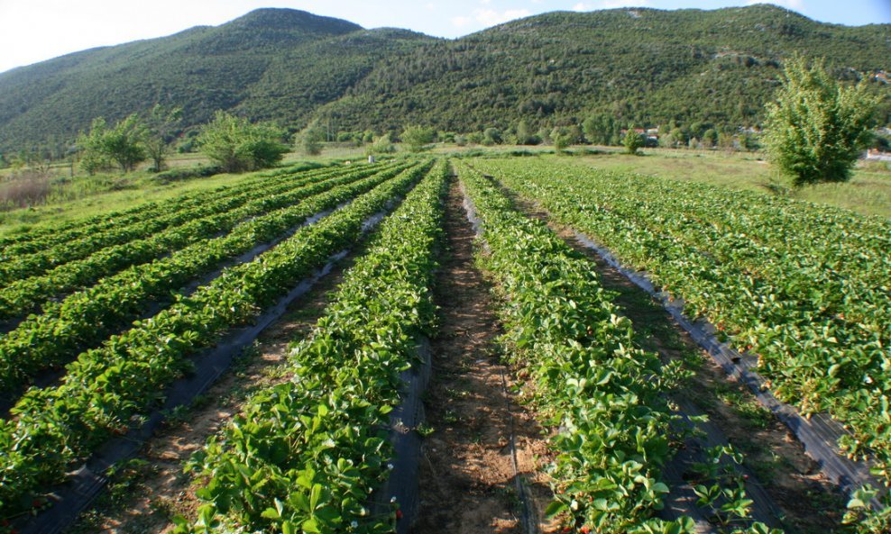 Vrgoračka polja jagoda
