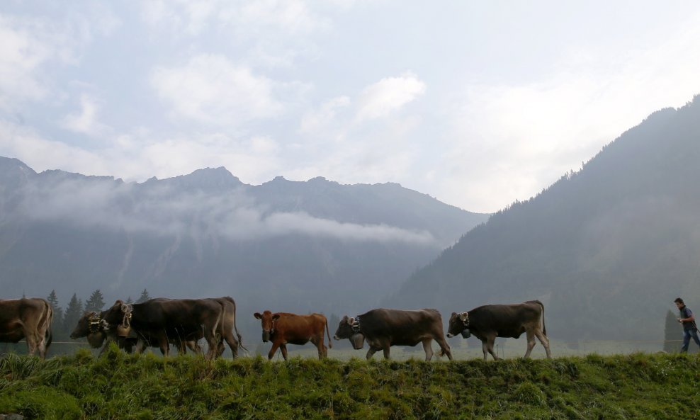 Bavarski farmeri vraćaju krave s Alpa (3)
