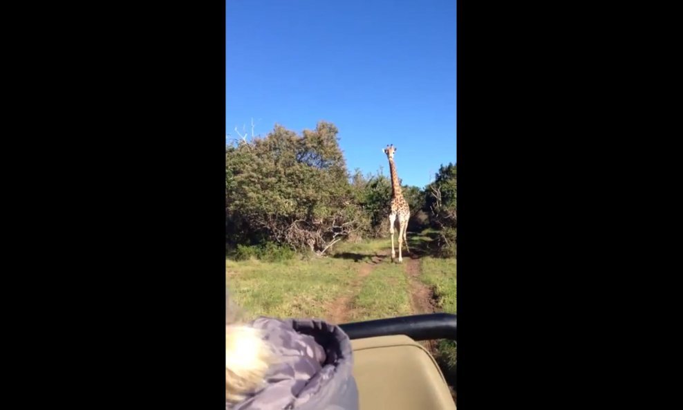 žirafa funvideo