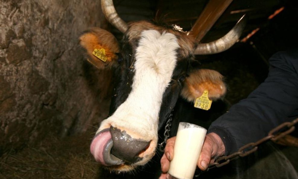 krava mlijeko