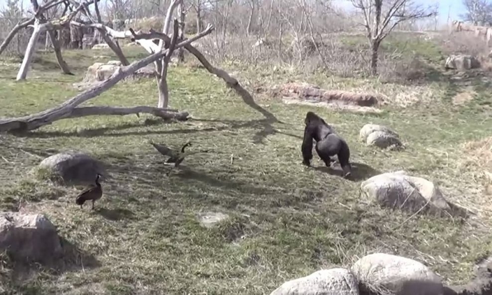 gorila guska funvideo