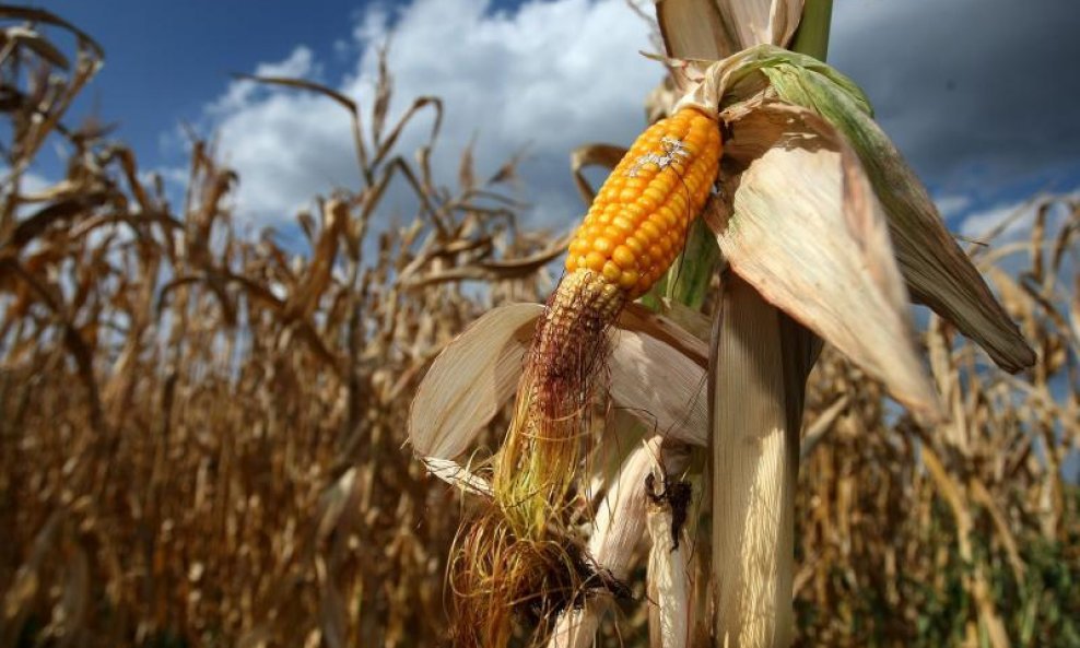 Posljedice suše na kukuruzu