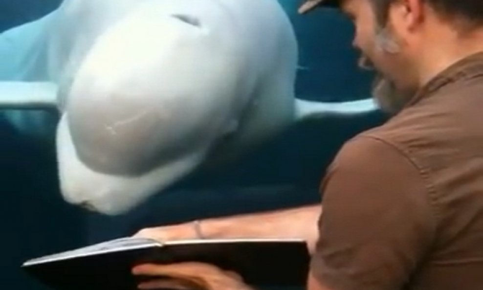 beluga kit gleda slike funvideo