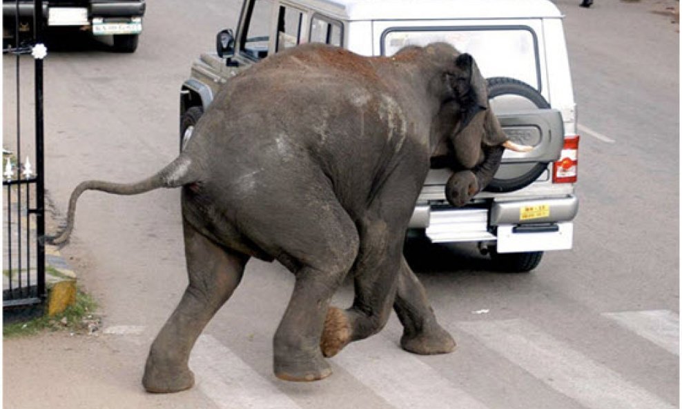 slonica preko ceste