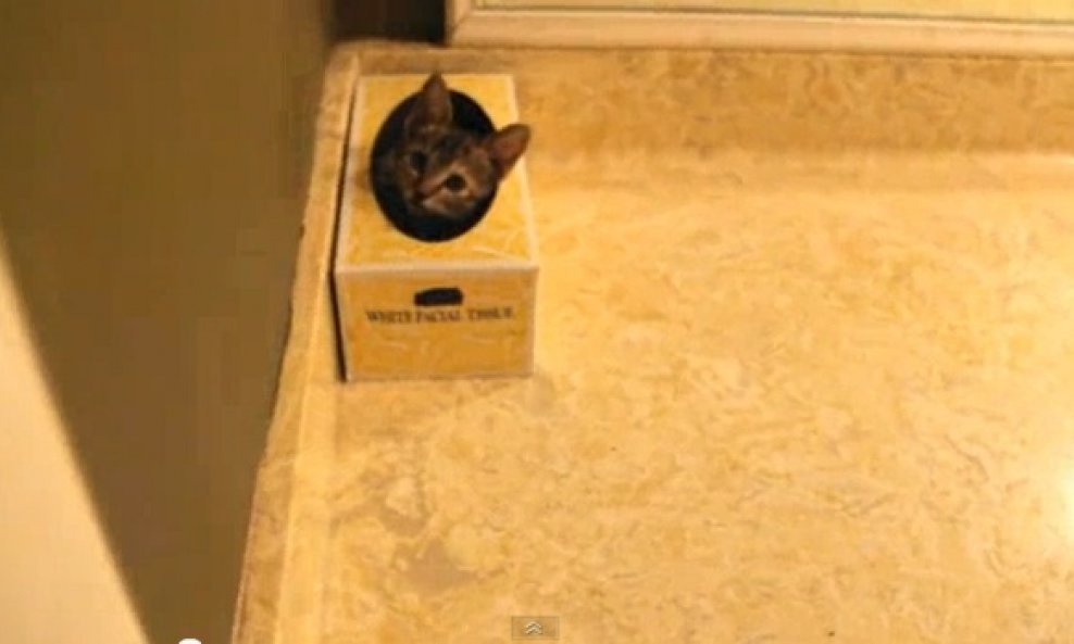 Mačka koja voli spavati u kutiji za maramice