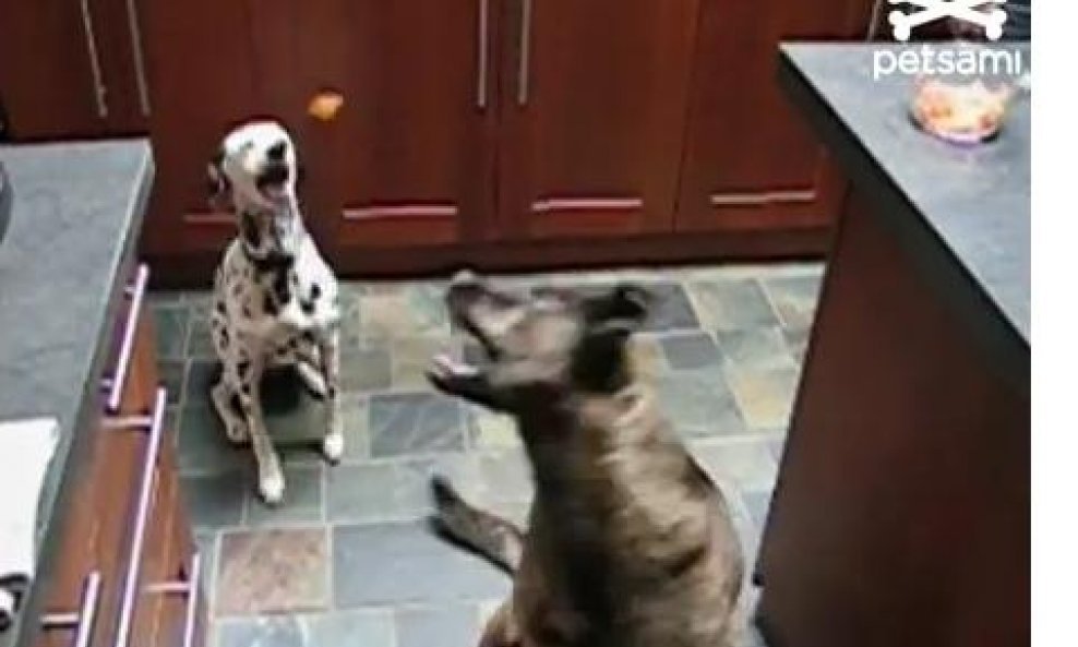 Pas prebacuje kolačić svome kolegi