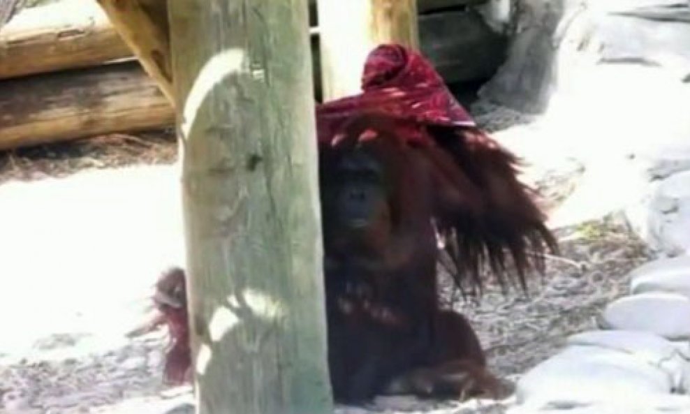 orangutan košulja