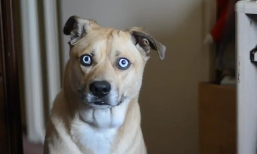 pas koji vidi u dušu plave oči prodoran pogled
