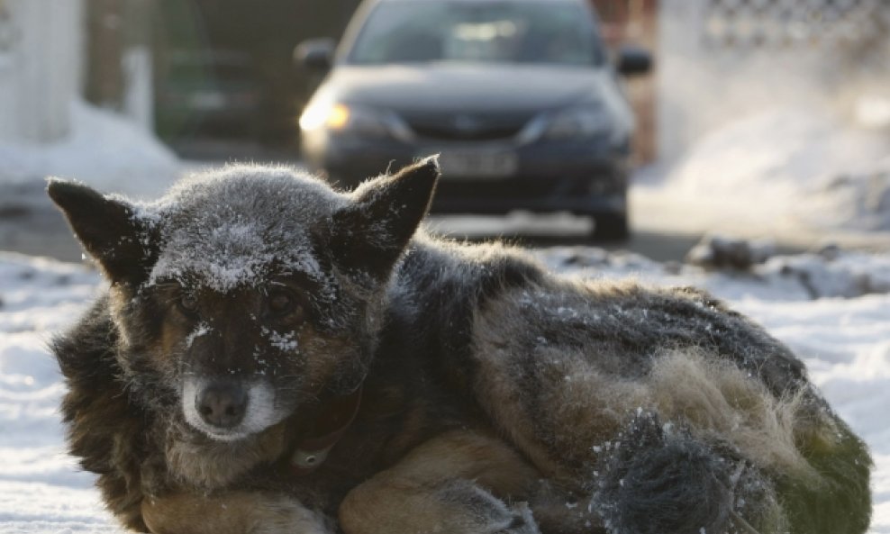 Ukrajina zima snijeg pas