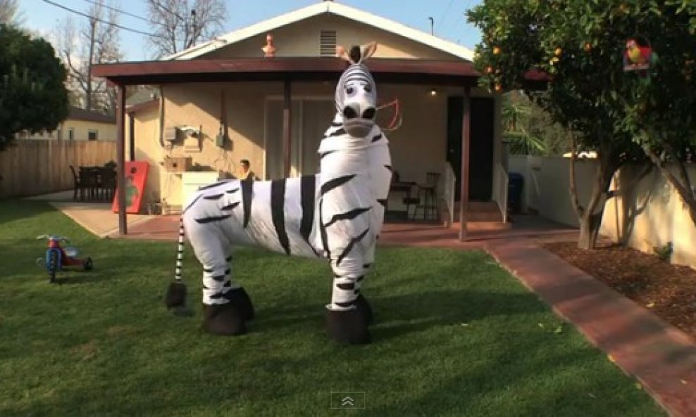 rasplesana zebra