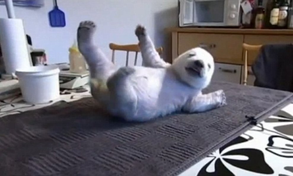 polarni medvjed beba