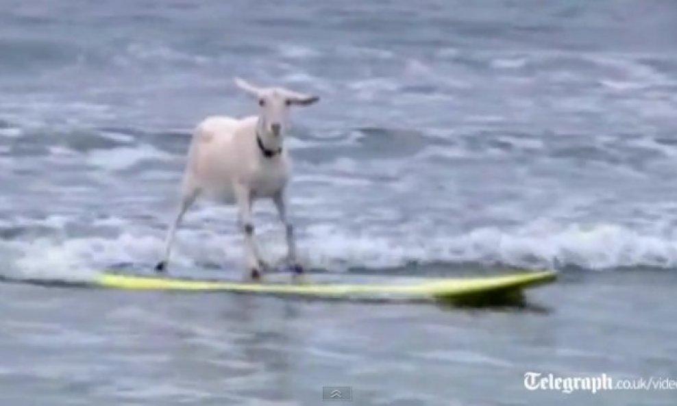 koza koja surfa