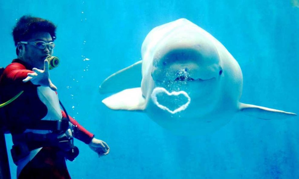 bijeli kit predstava balon srce