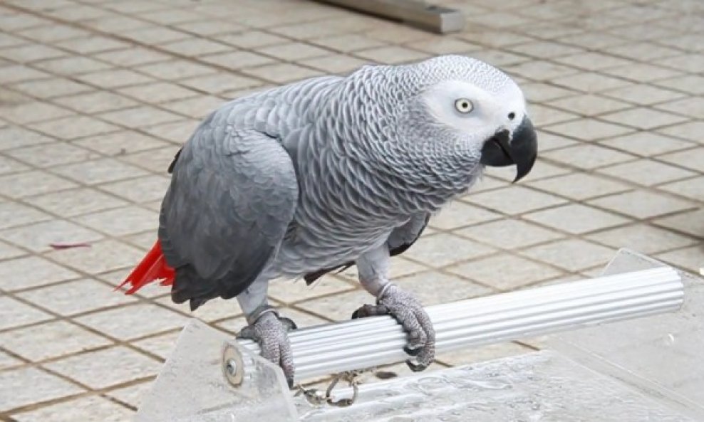 afrički sivi papagaj