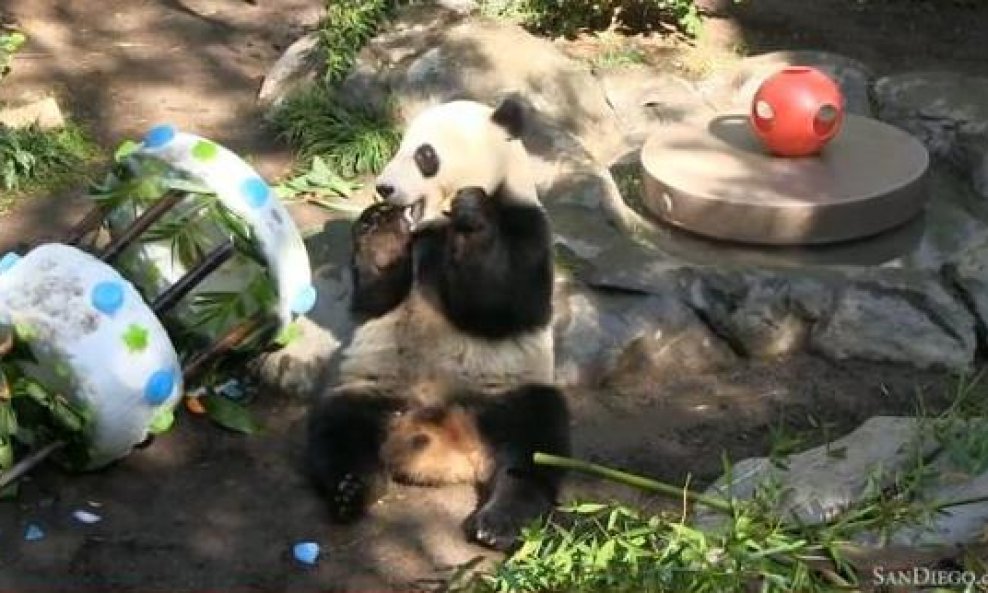 meda panda Yun-Zi