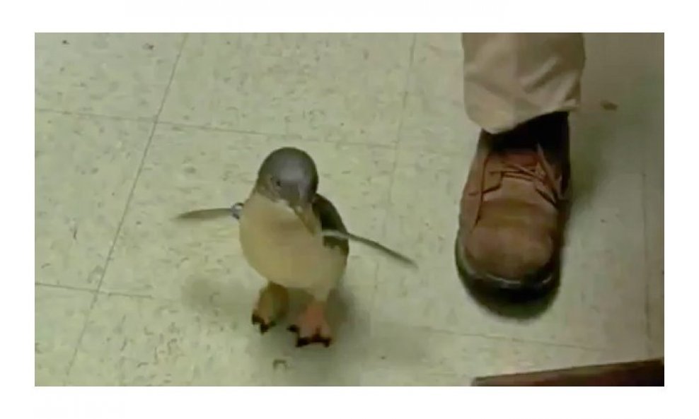 škakljivi pingvin