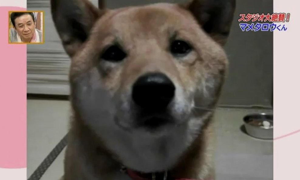 japanski pas koji laje različitom glasnoćom