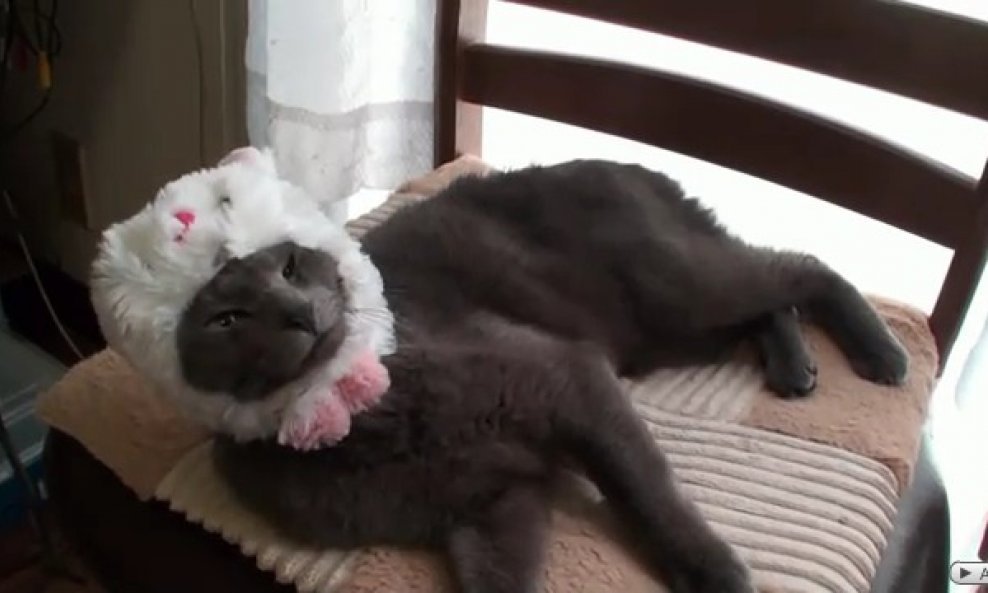 mačka Mimi nosi kapicu sa zečjim ušima