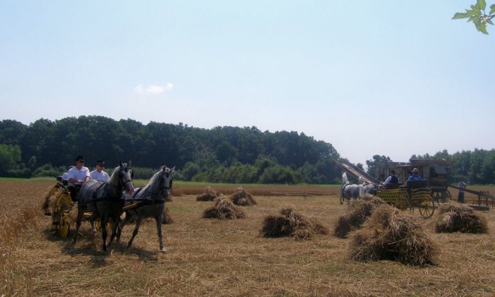 utjerivanje konja na vrelo polje