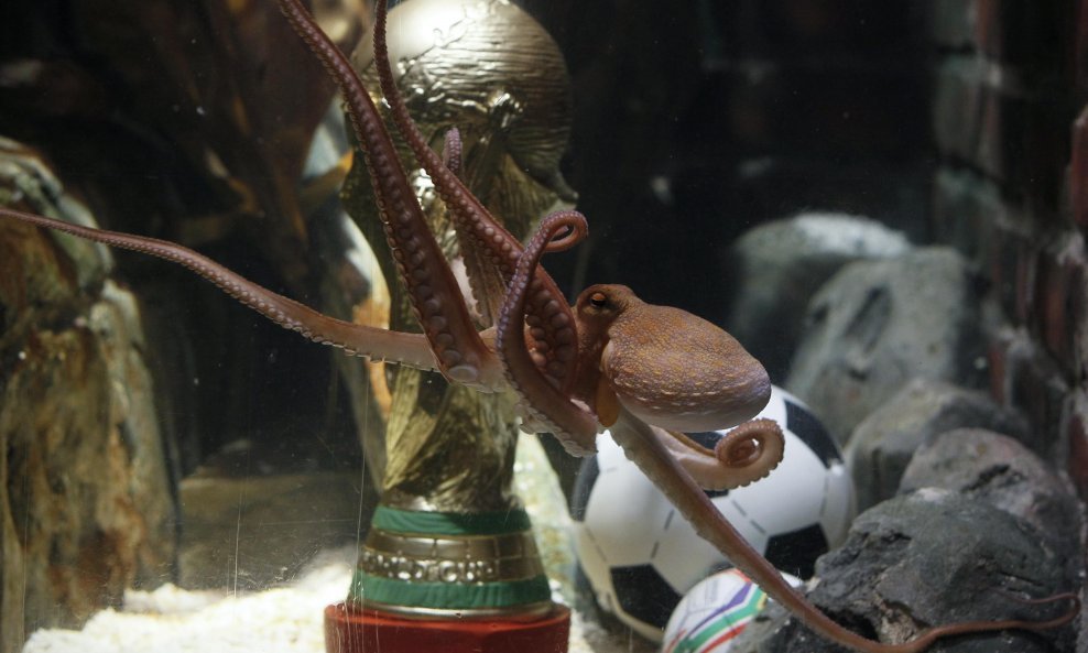 Hobotnica Paul trofej