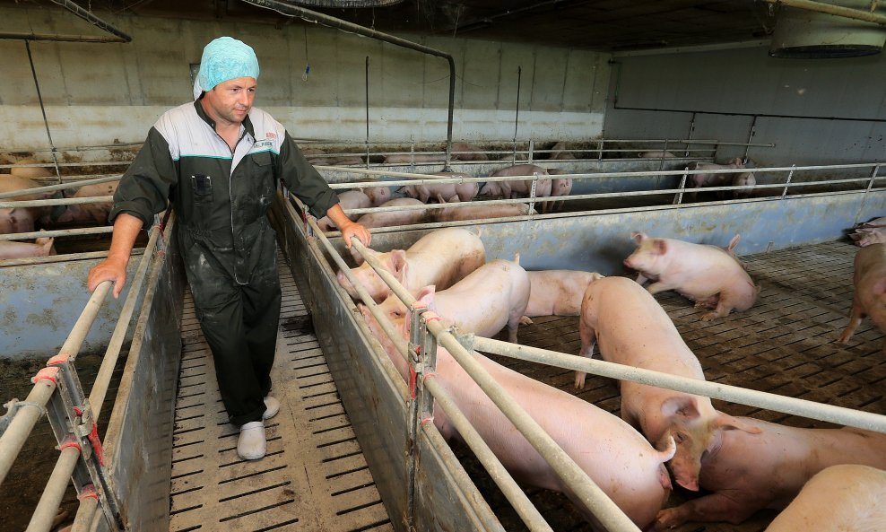 Goran Jančo, veterinar i uzgajivač svinja u Hrvatskoj