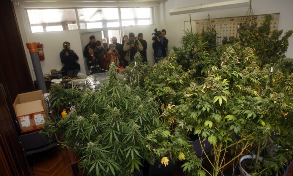 marihuana laboratorij stabljike