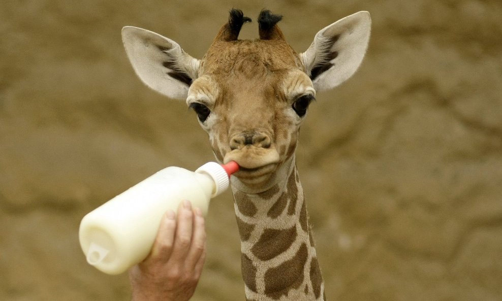beba žirafa