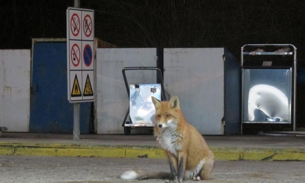 Lisica na benzinskoj postaji - arhivska fotografija