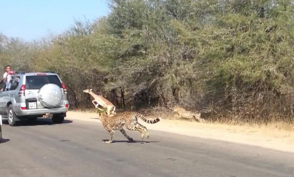 gepardi antilope funvideo