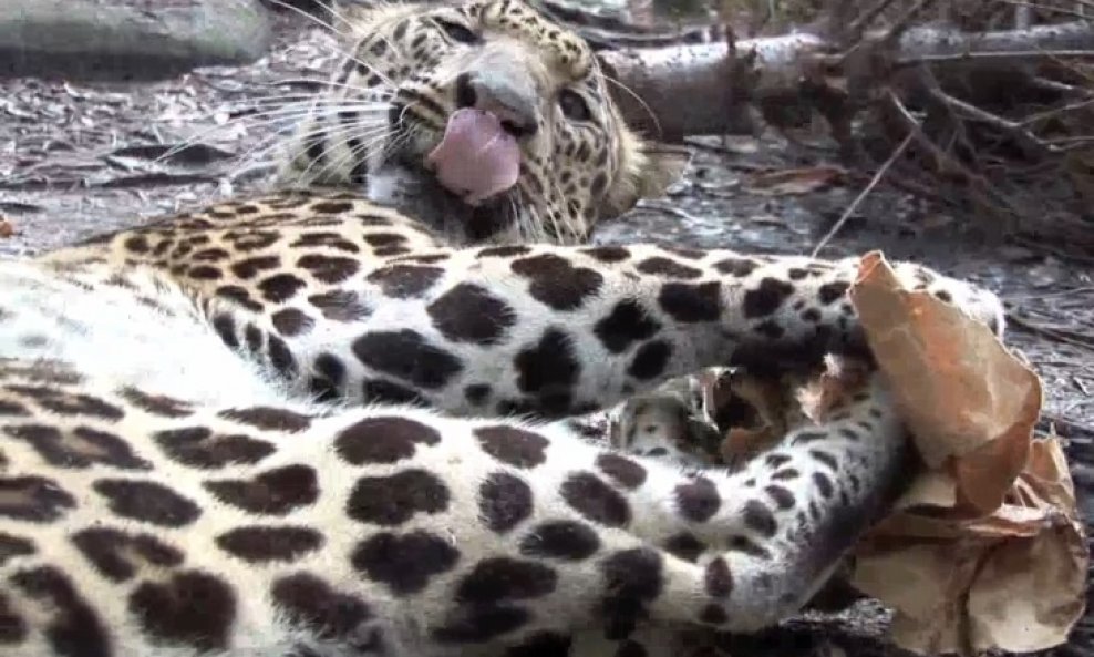 leopard macja metvica funvideo