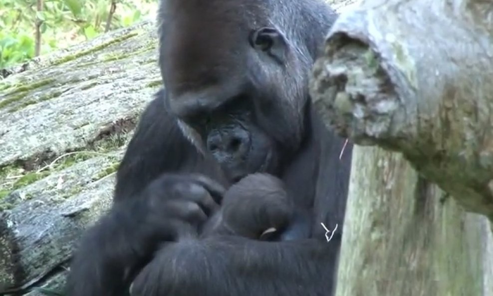 gorila i njezina beba funvideo