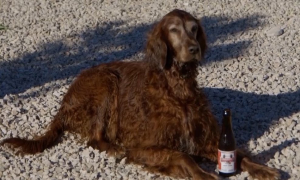 Na plaži za pse u Crikvenici psi uživaju u pivu