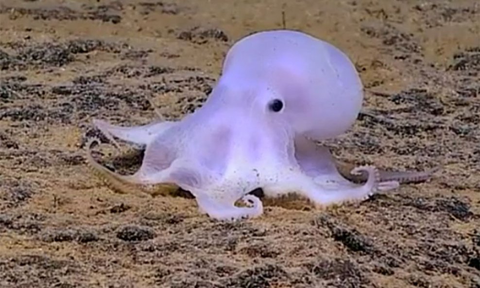 Casper-hobotnica