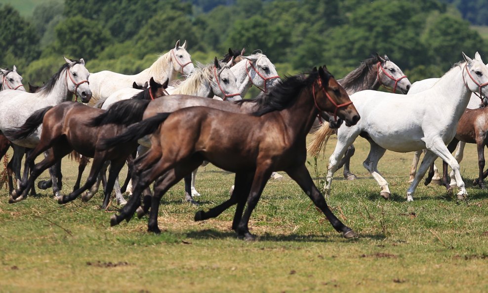 Konji na Ivandvoru