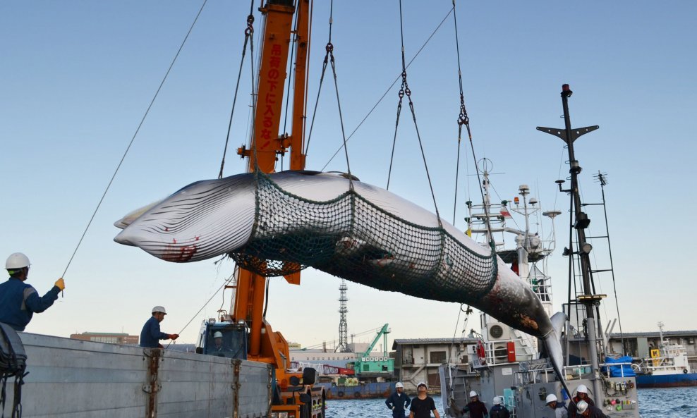 U Japanu je počela sezona lova na kitove