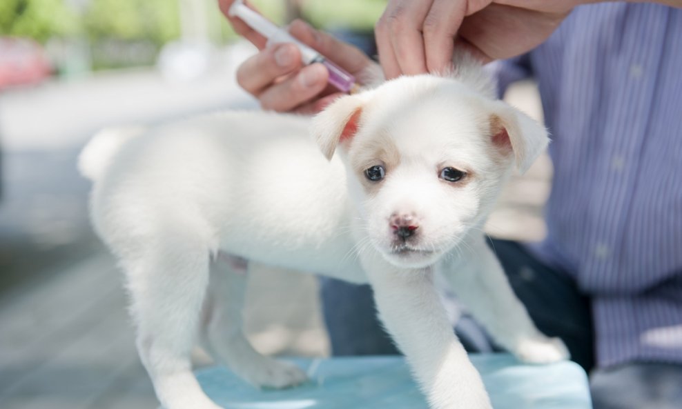 pas cijepljenje bolest veterinar