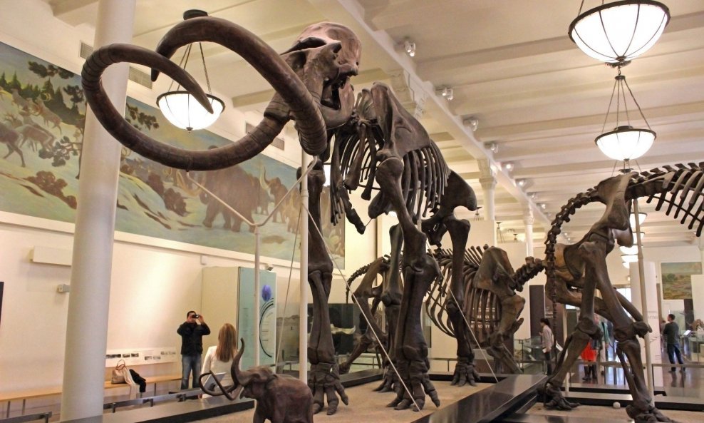 Kostur mamuta
