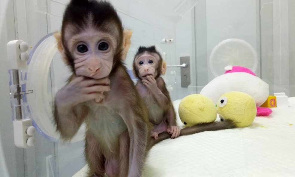 Klonirani makakiji