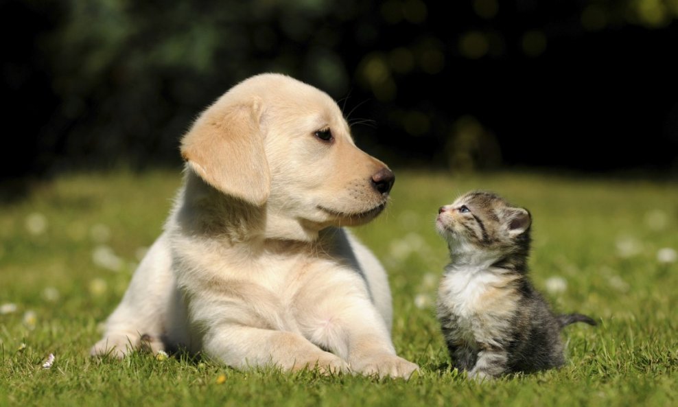 mačka i pas kućni ljubimci životinje