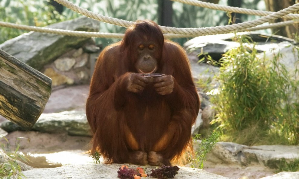 orangutan majmun nonja fotoaparat
