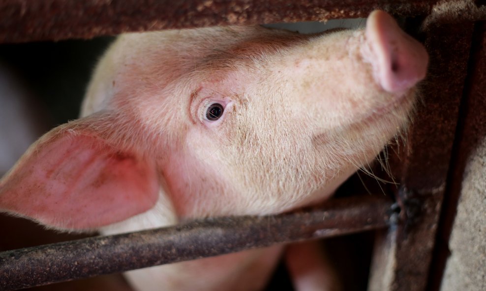 Bugarska se od svinjske gripe brani ogradom na granici s Rumunjskom