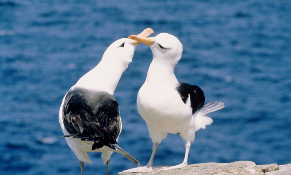 albatrosi