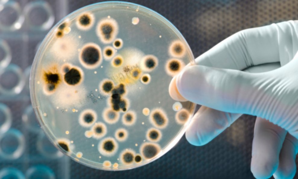 bakterije laboratorij zdravlje
