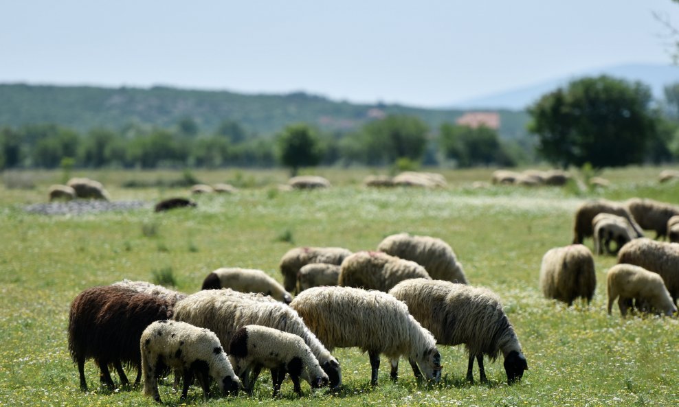 Deseci ljudi zaraženi brucelozom u Bosni i Hercegovini, veterinarske vlasti naložile eutanaziju više stotina zaraženih životinja