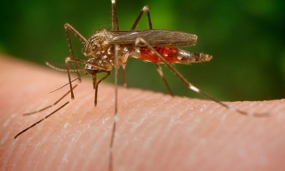 komarac Aedes japonicus