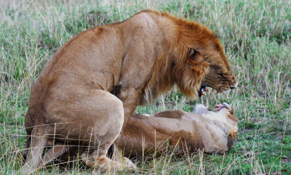 lavovi životinje seks