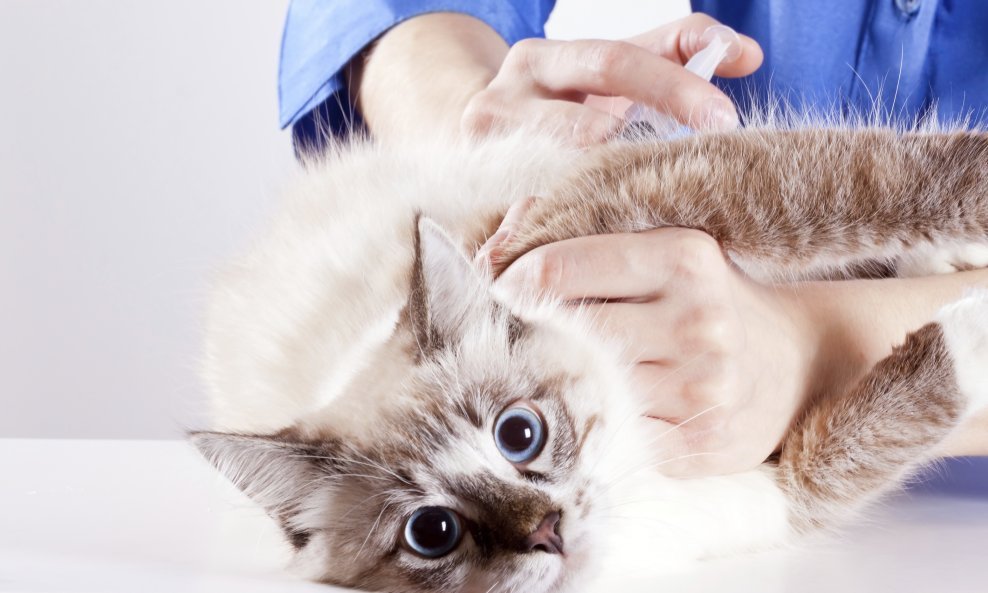 mačka veterinar bolesna životinja