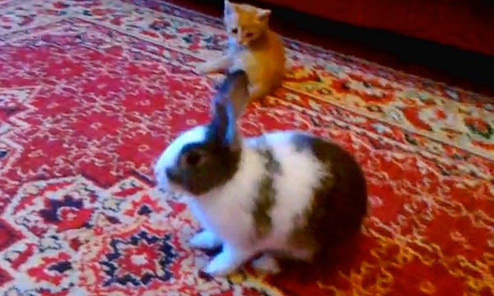 Mačić i zec - razigrani par